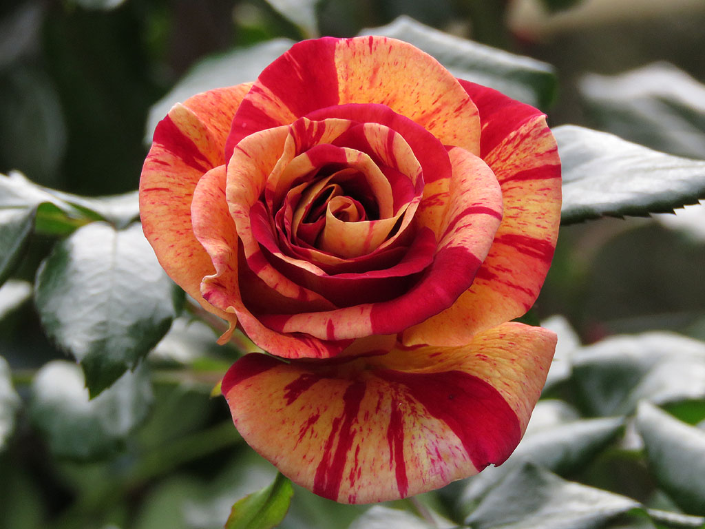 Livorno Daily Photo The Roses of Florence