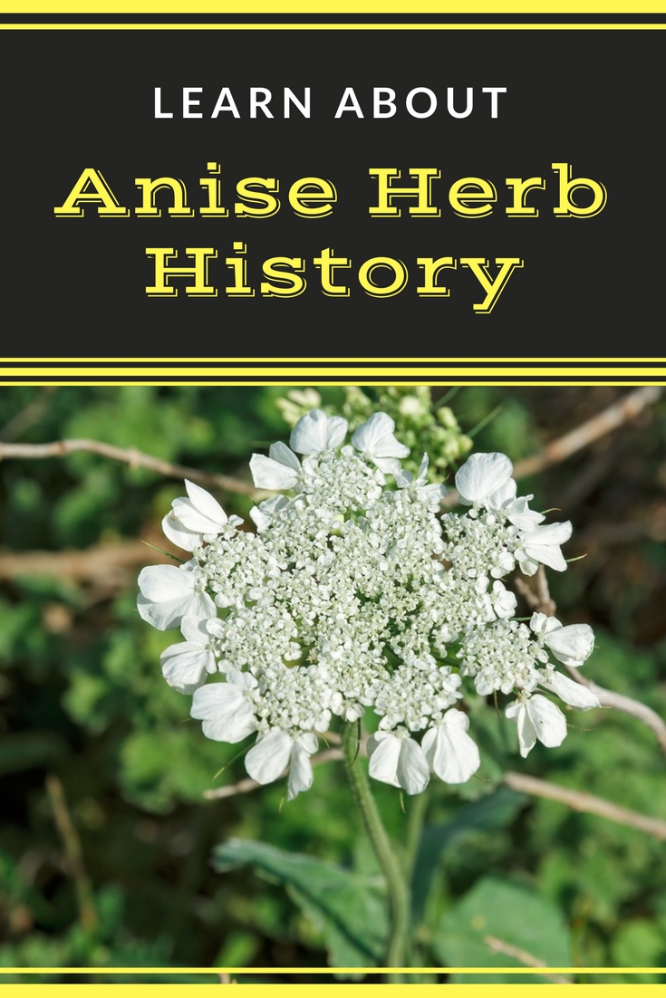 How to Grow Star Anise, Requirements for Growing Star Anise Everything About Garden