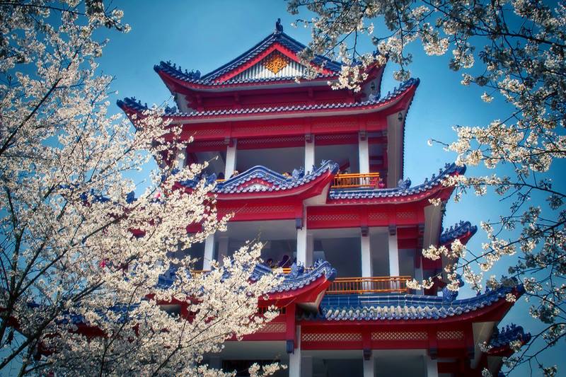 Beautiful type of trees, Photos from China