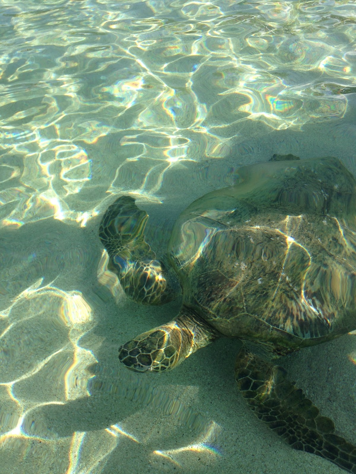 Life With Double Cream: Swimming With The Turtles! Paradise Cove ...