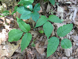 Missives from Missouri: Is it Poison Ivy?