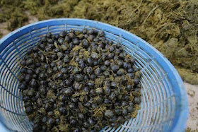 غرائب لا تصدق: أغلى أنواع القهوة من فضلات الفيلة