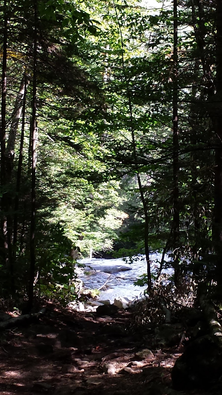 Fireflies in the Forest: 24 Poems and Meditations of the Soul