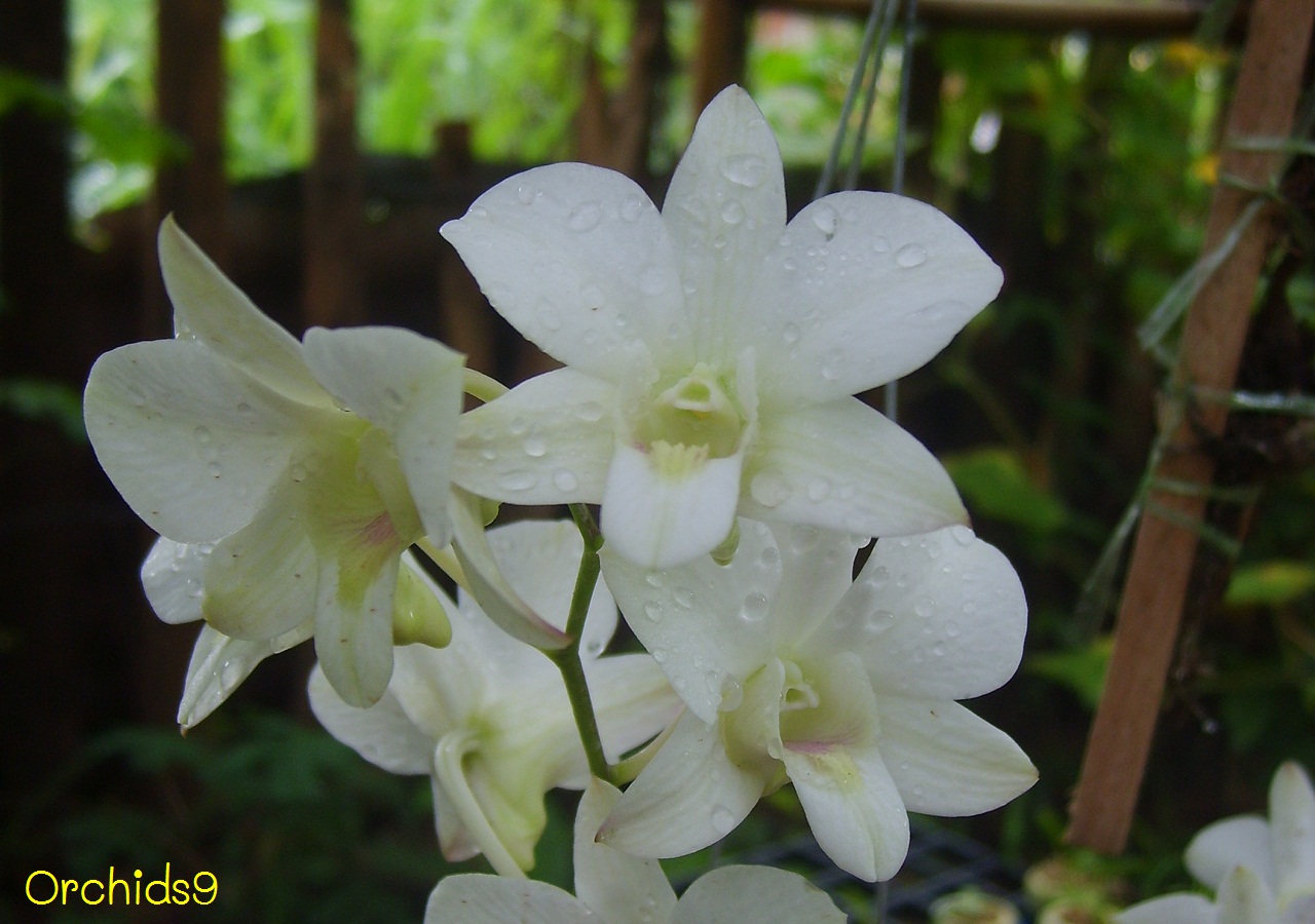 Orchid Dendrobium White