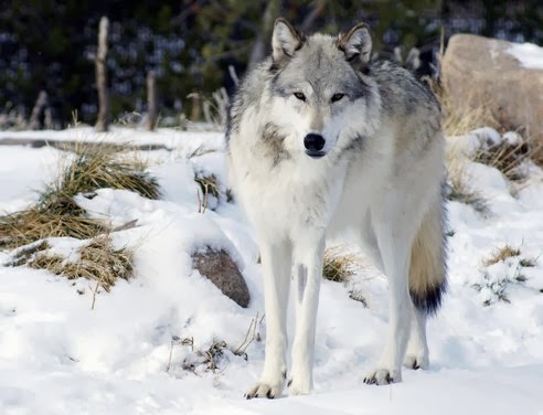 Seven Dog Winter: She Wolf 06 832F