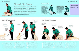 Wie unterrichte ich meinen Hund, um zu sitzen, deinem Welpen diese grundlegenden Befehle beizubringen