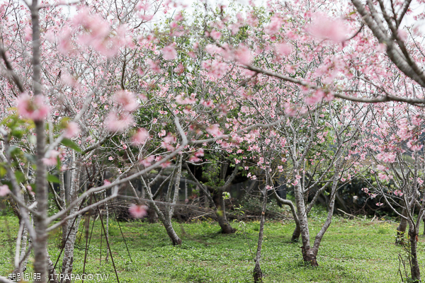 台中新社月湖莊園賞櫻秘境，上百棵富士櫻盛開，免費參觀拍照