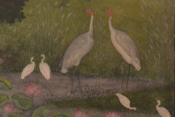 sarus flying cranes birds tall