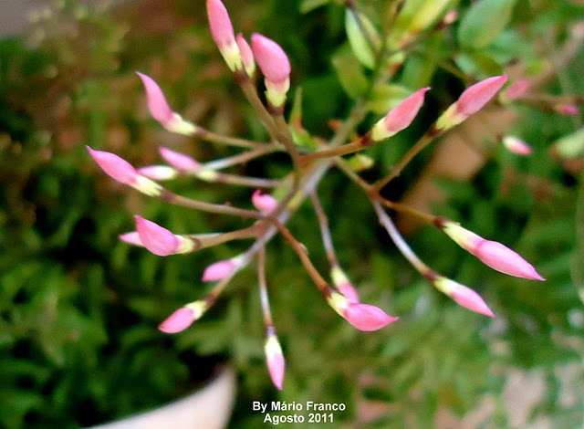 Meu Cantinho Verde: JASMIM-DOS-POETAS - ( Jasminum polyanthum )