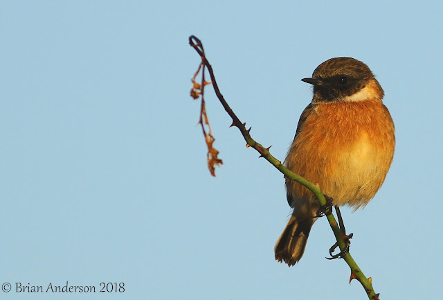 Eurasian Stonechat at Scotney Stonechat%2Bat%2BDunge