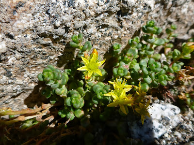 Sedum divergens tucked into a Rock Crevice on the Climb to Aasgard Pass