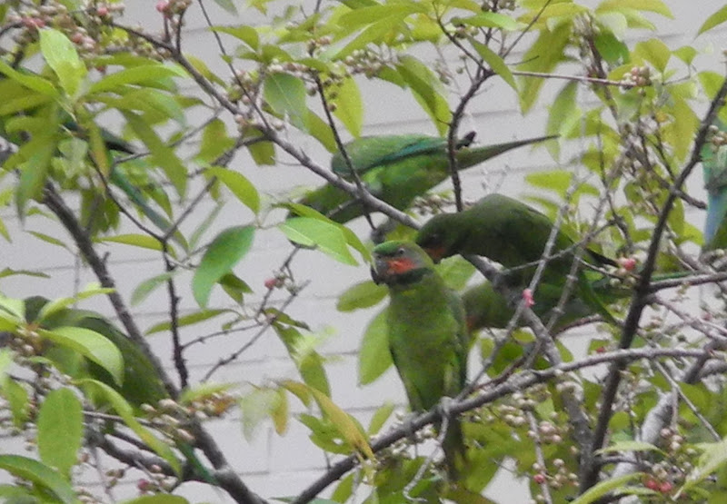 Fahrenheit minus 459 ( absolute zero): Birds visiting trees near common ...