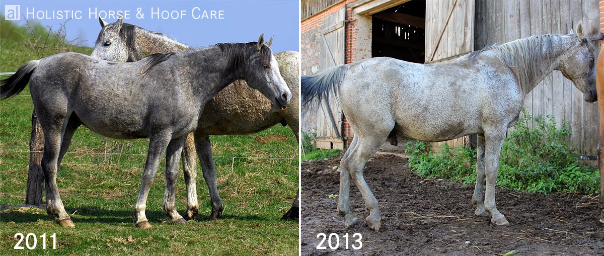 al Holistic Horse & Hoof Care Species appropriate living conditions as