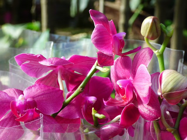 Orchid Festival at Kew Gardens Princess of Wales Conservatory 2018