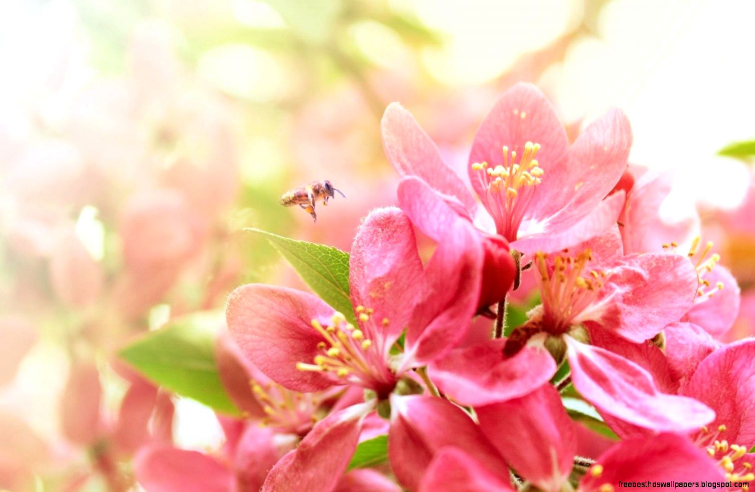 Warm and pure pink flowers desktop wallpaper 1680x1050 widescreen