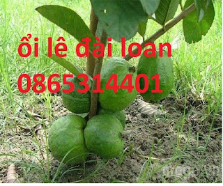 Địa chỉ cung cấp giống ổi lê đài loan, cây ghép, cây chiết chuẩn giống. Địa chỉ cung cấp giống ổi lê đài loan, cây ghép, cây chiết chuẩn giống.