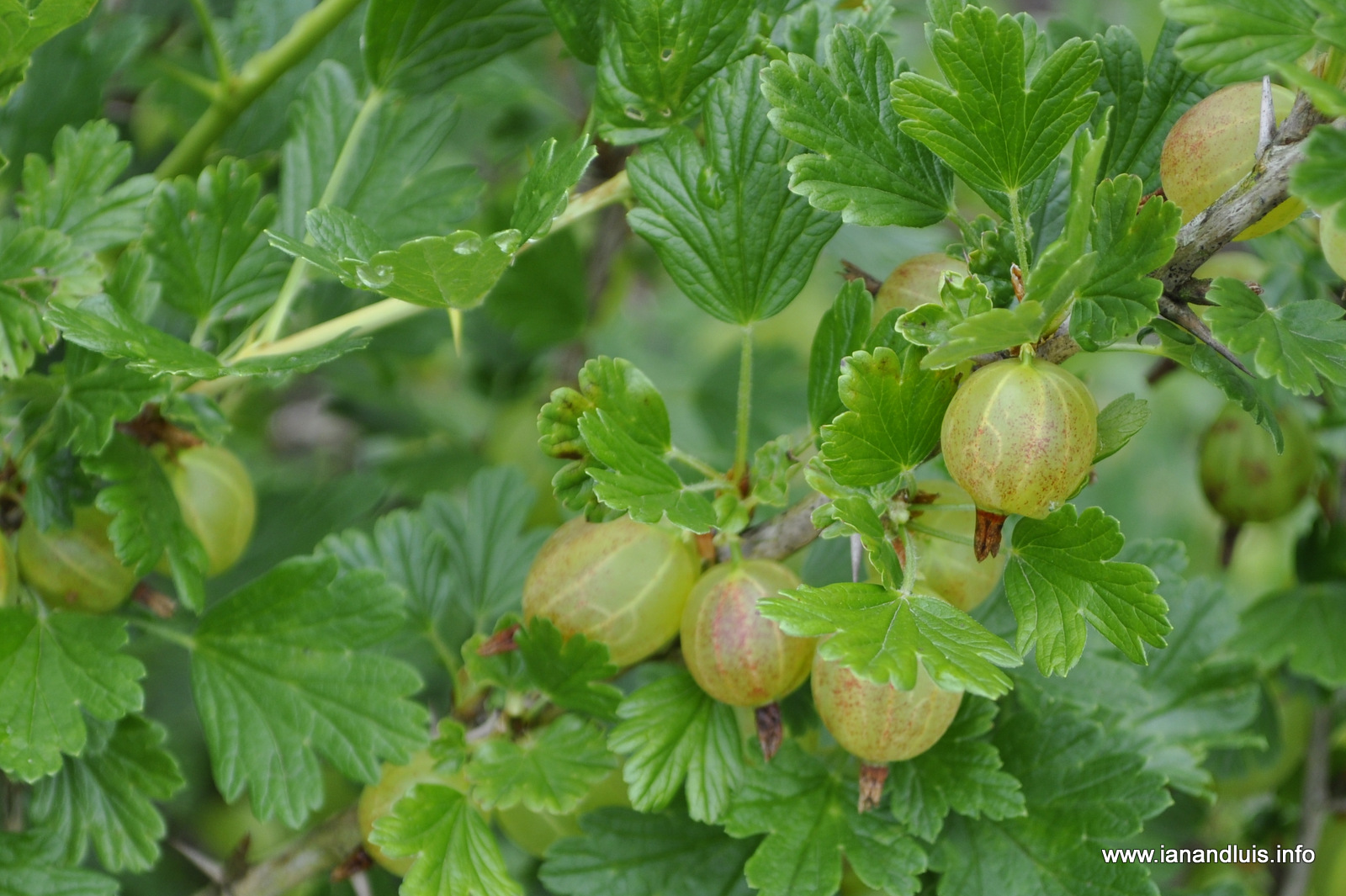 Fruit Trees - Home Gardening Apple, Cherry, Pear, Plum: Mustard Tree Fruit