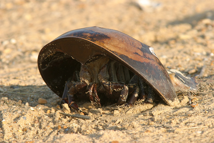 The Beauty Horseshoe Crab