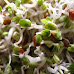 Health benefits of broccoli sprouts, that can fight against schizophrenia