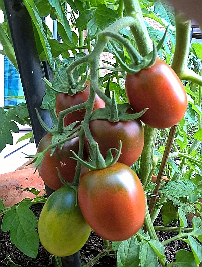 Tomate im Kübel