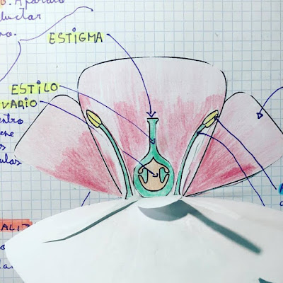 la flor de una angiosperma