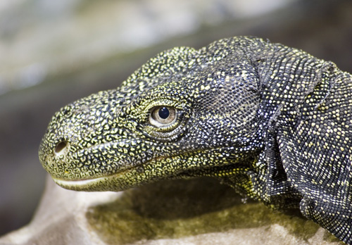 James Zaworski's Blog: The Longest Lizard in the World ...