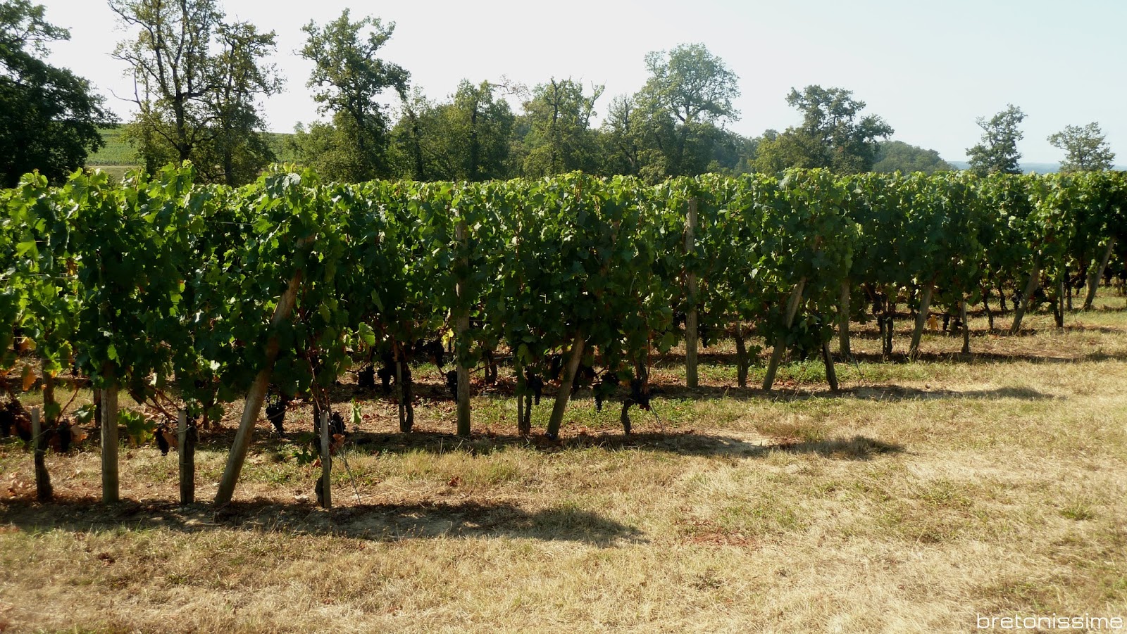 Zwiedzanie Bordeaux: winnice