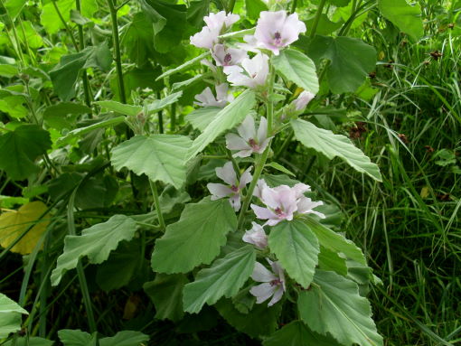 Backyard Patch Herbal Blog Herb Of The Week Marshmallow Or