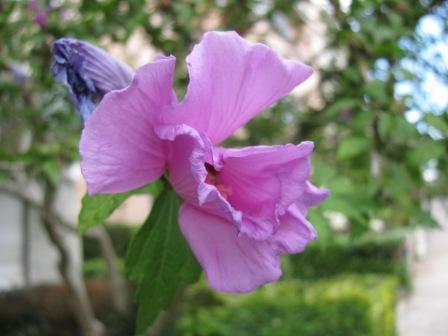 Digital Flower Pictures Com Rose Of Sharon Lavender Chiffon