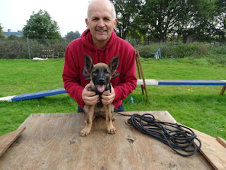 German Shepherd puppy with walker