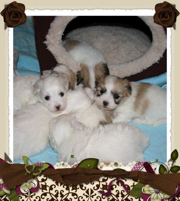 Renaissance Coton de Tulear_Coton de Tulear Puppies_Coton de Tulear