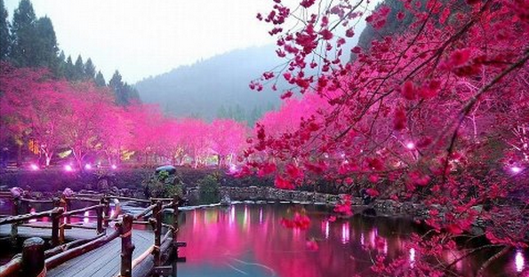 Cherry Blossom Lake Sakura Japan Picture
