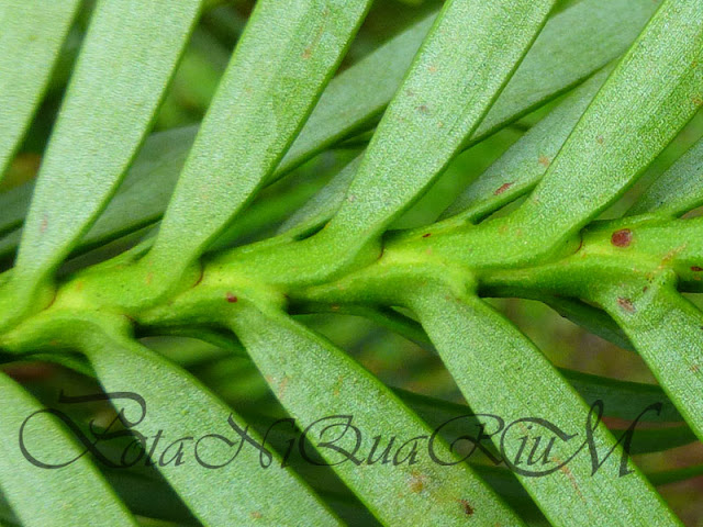 Botaniquarium - Wollemia nobilis leaf underside
