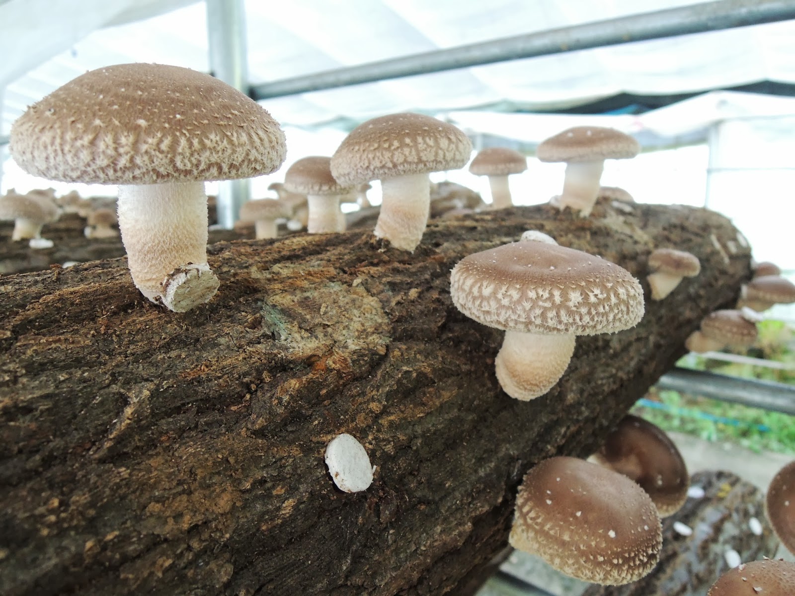 シイタケ Shiitake JapaneseClass.jp