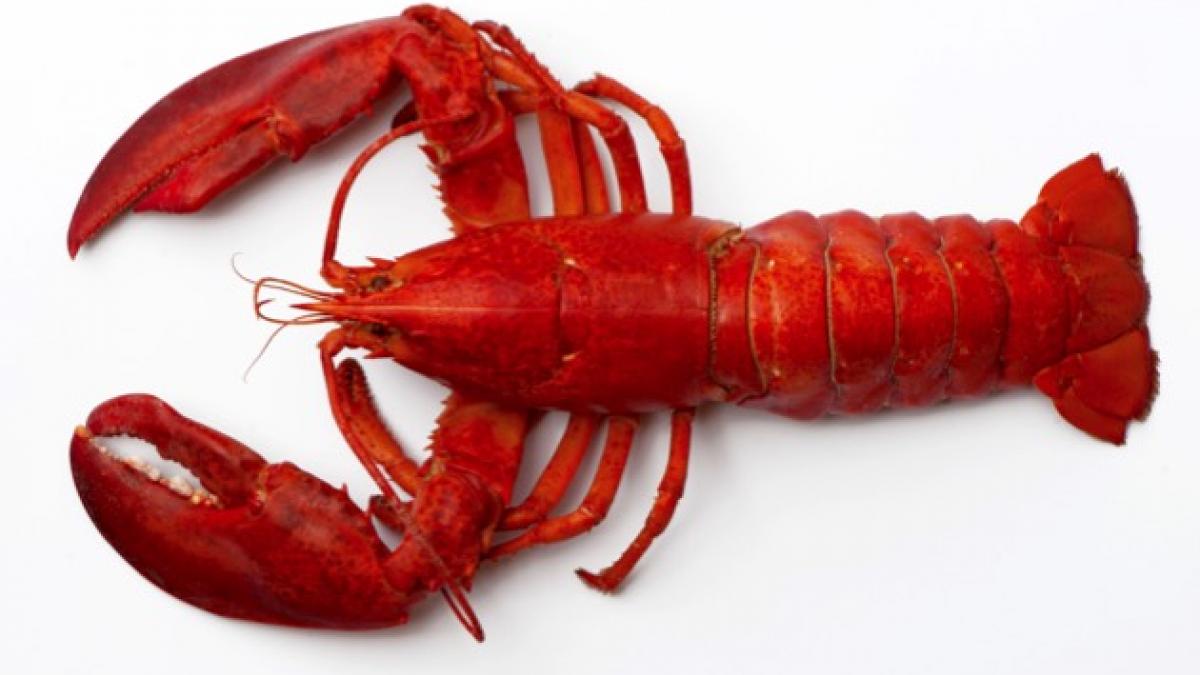 what does a lobster symbolize