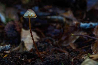 Gulmælket Huesvamp Lat: Mycena crocata