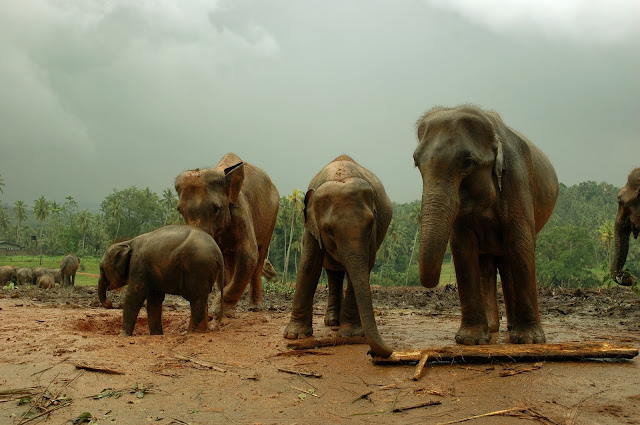 Safari na Sri Lance - który Park Narodowy wybrać? Gdzie pojechać? Minneriya National Park, Udawalawe czy Yala? Jaki jest koszt safari i wynajęcie jeepa?  