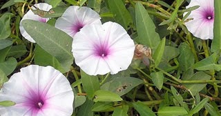 NatureQwest: Kangkong (Ipomoea aquatica) Herbal Medicine