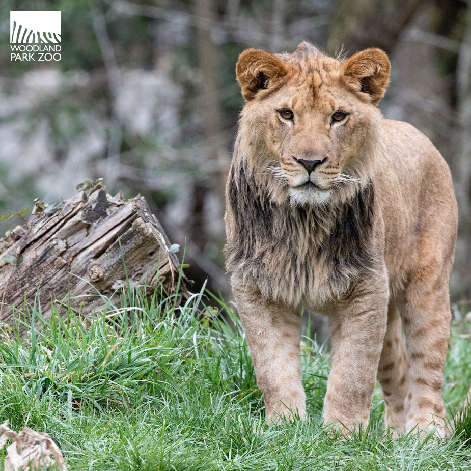 Lion brothers heading off to their next zoo adventure