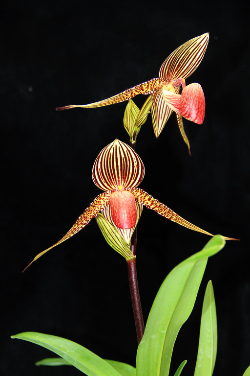Fatmama-Paphs' Link: Paph rothschildianum