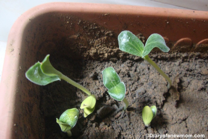 We love watching Pumpkin seeds grow to plants