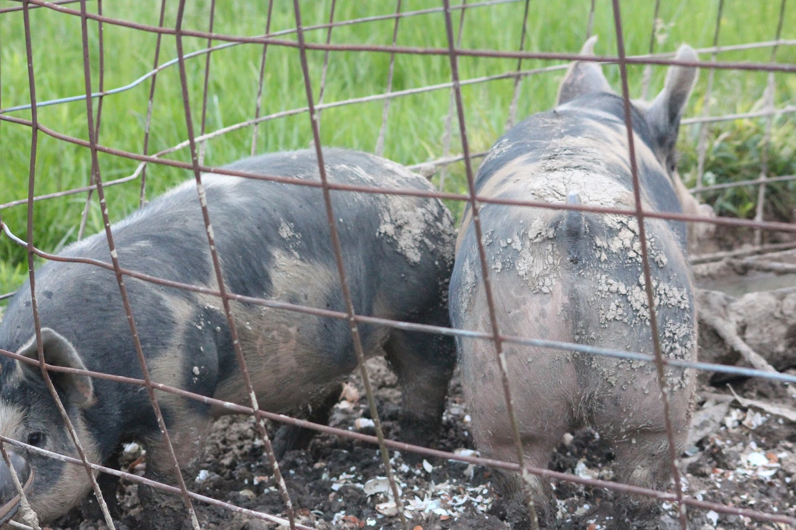 Chicken Scratch Poultry Pigs Grown Out And Ready For Processing