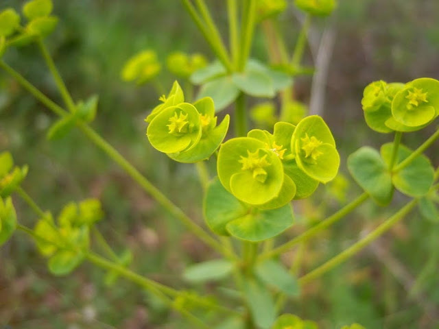 Euphorbia, planta que crece aislada en determinados puntos de la finca
