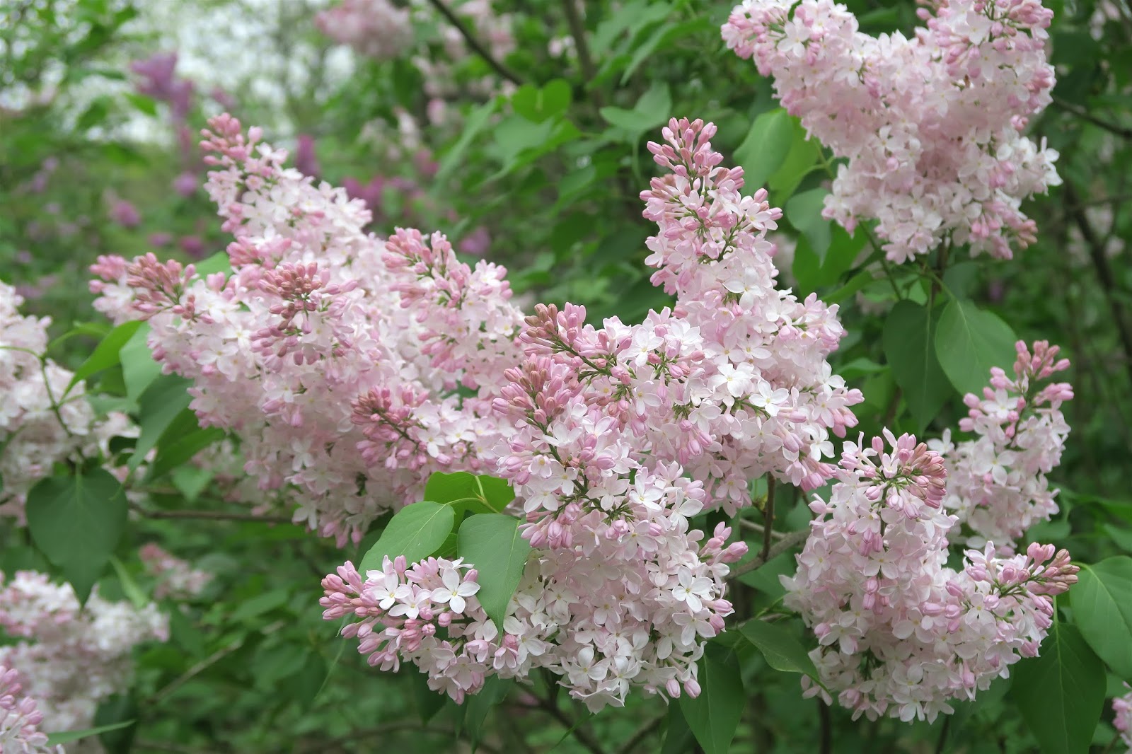 Lilac Shrub Flowers Blooming In Spring Garden Common Lilac