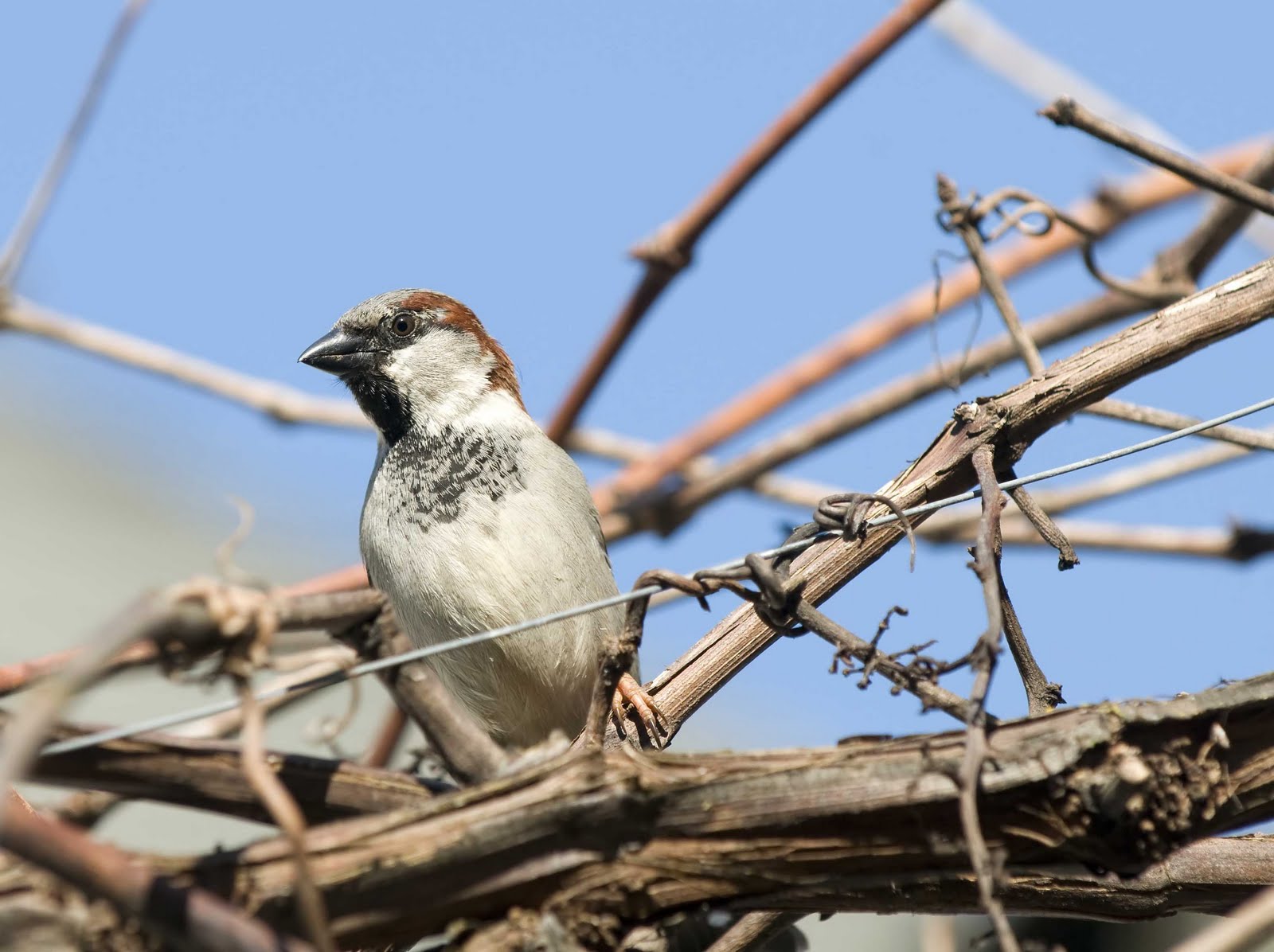 Alasdair Turner Photography Seattle Backyard Birds and How to Attract
