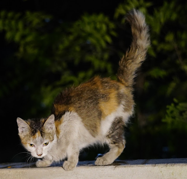 Sourajit Saha Pet Cat 6