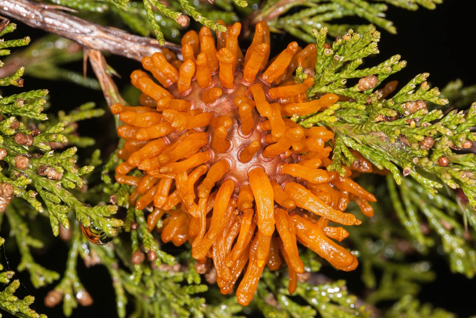 Champlain Islands' Nature CedarApple Rust Gall
