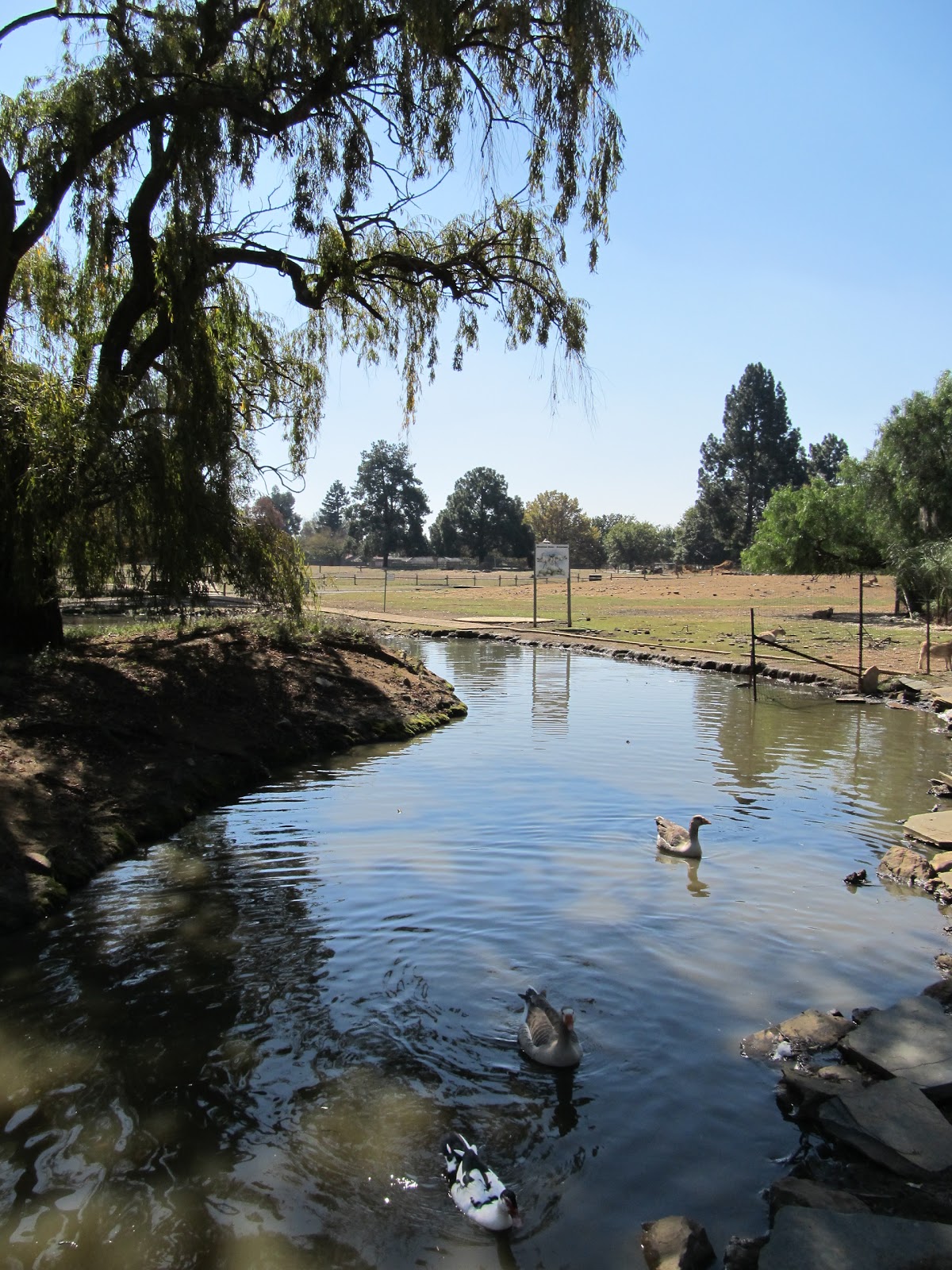 Plebs with Kids Rynfield Bunny Park review Benoni (JHB)