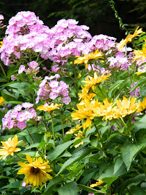 Summer Phlox paniculata Heliopsis helianthoides by garden muses-not another Toronto gardening blog