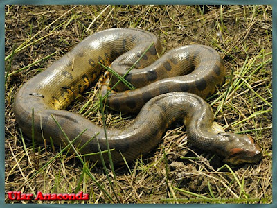 gambar ular anakonda